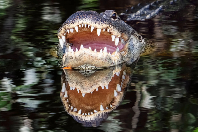 Alligator (Alligator mississippiensis), Wakodahatchee Wetlands, Delray Beach, Florida, USA